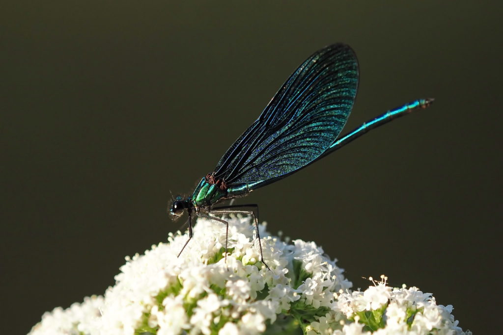 Hobby Fotografie 222